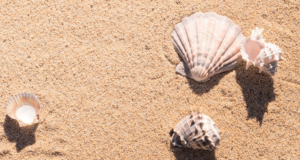 Der passende Muschel-Schmuck für Ihren Strandbesuch